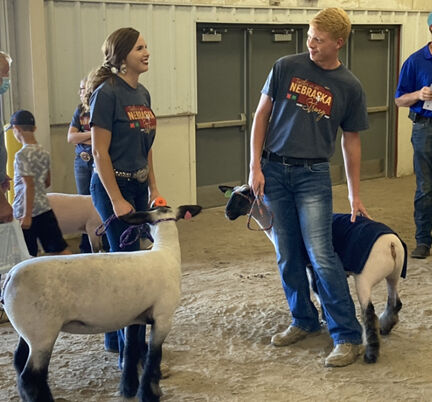 Sheep 3.jpg